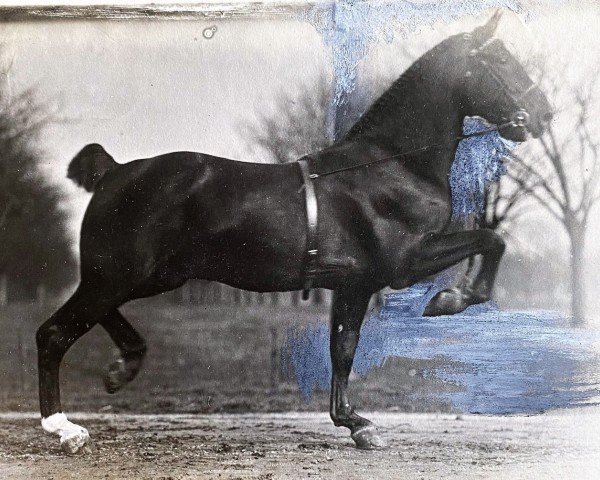 stallion Hedon Marquis (Hackney (horse/pony), 1909, from Hedon Grand Duke)