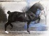 stallion Hedon Marquis (Hackney (horse/pony), 1909, from Hedon Grand Duke)