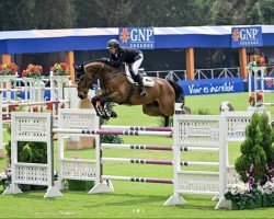 jumper Conchado (Oldenburg show jumper, 2012, from Conthargos)