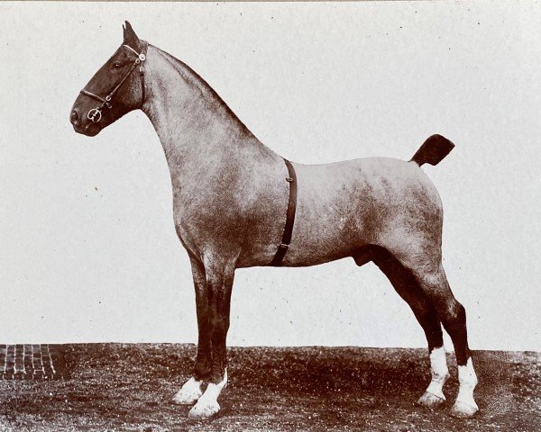 stallion Hockwold Cadet (Hackney (horse/pony), 1911, from Flash Cadet)