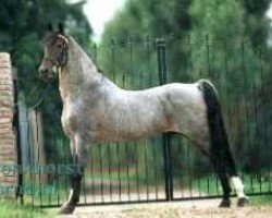 Pferd Dutch Hanky Panky (Hackney (Pferd/Pony), 1979, von Charming Diplomat)