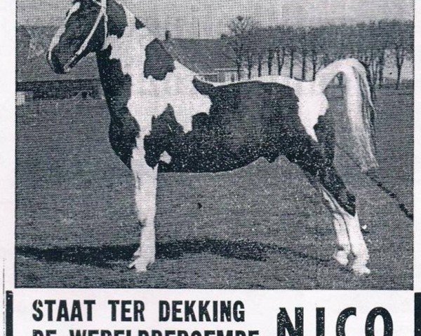 stallion Bonte Nico (Pinto / Hunter, 1957, from Godemar)