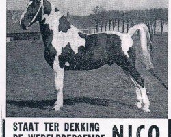 Deckhengst Bonte Nico (Pinto/Hunter, 1957, von Goldemar)