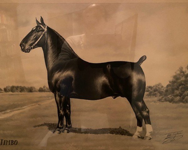 stallion Jimbo (Groningen, 1935, from Waldherr)