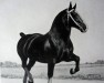 stallion Didono (Groningen, 1932, from Columbus)