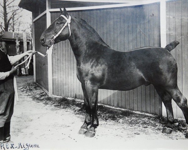 stallion Rex Regum (Oldenburg, 1929, from Gruson 2763)