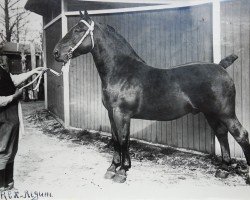 Deckhengst Rex Regum (Oldenburger, 1929, von Gruson 2763)