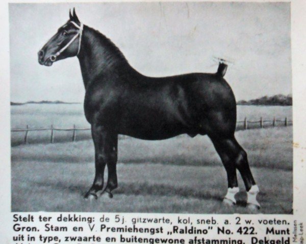 Deckhengst Raldino (Groninger, 1939, von Godehard)