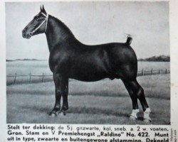 stallion Raldino (Groningen, 1939, from Godehard)