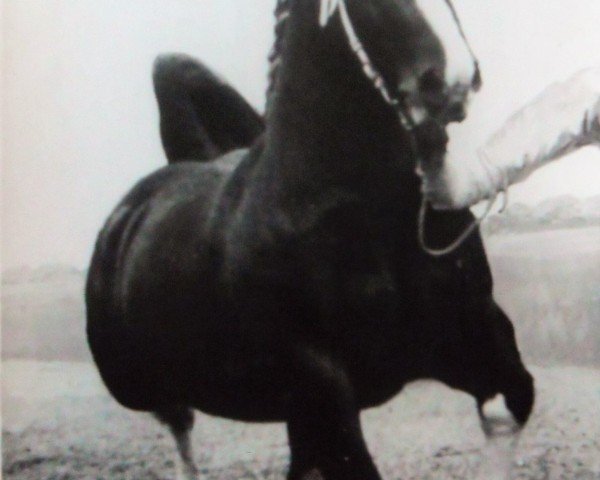 stallion Noorderlicht (KWPN (Royal Dutch Sporthorse), 1949, from Noordster)