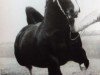 stallion Noorderlicht (KWPN (Royal Dutch Sporthorse), 1949, from Noordster)