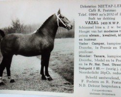 stallion Vazal (KWPN (Royal Dutch Sporthorse), 1957, from Camper)