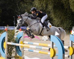 jumper Araconella 3 (German Sport Horse, 2014, from Araconit)