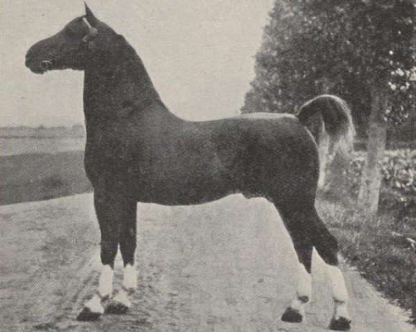 stallion Colonel (Jaap) (Gelderland, 1915, from Mentor)