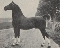 Deckhengst Colonel (Jaap) (Gelderländer, 1915, von Mentor)