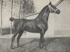 stallion Pretendent (KWPN (Royal Dutch Sporthorse), 1897, from Julius)