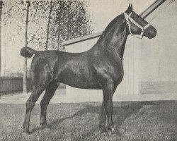 stallion Pretendent (KWPN (Royal Dutch Sporthorse), 1897, from Julius)