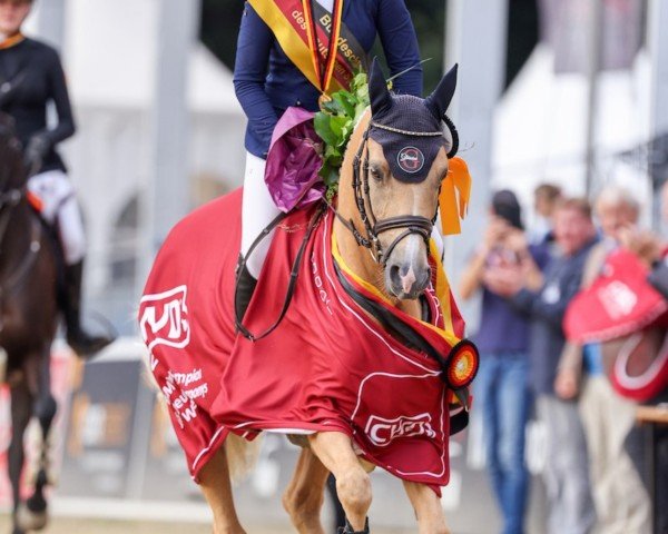 jumper Zeralina (German Riding Pony, 2019, from Nilantshoeve's Zippo)