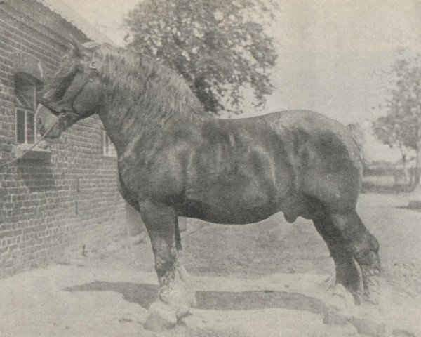 stallion Germinal de Loyers (Dutch Heavy Draft, 1912)