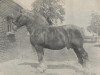 stallion Germinal de Loyers (Dutch Heavy Draft, 1912)