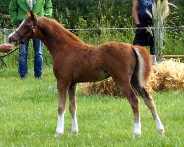 horse Rightfield Starlight M (Welsh-Pony (Section B), 2019, from Cadlanvalley Starstruck)