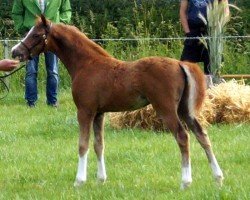 horse Rightfield Starlight M (Welsh-Pony (Section B), 2019, from Cadlanvalley Starstruck)