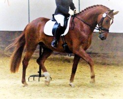 dressage horse Quickstep 51 (Hanoverian, 2012, from Quaterhall)