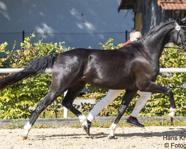 broodmare Falbala (Austrian Warmblood, 2020, from For Romance I)