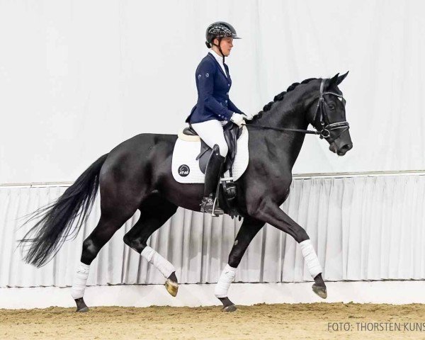 dressage horse Dory (Hanoverian, 2020, from Donier)