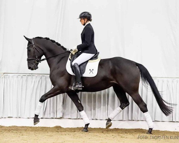 dressage horse Tiffany B 5 (Hanoverian, 2020, from Totilas)