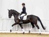 dressage horse Tiffany B 5 (Hanoverian, 2020, from Totilas)