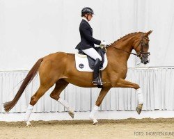 dressage horse Damara M (Hanoverian, 2020, from Dancier)