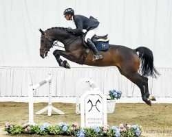 jumper Celestino 27 (Hanoverian, 2019, from Clinton's Heart)