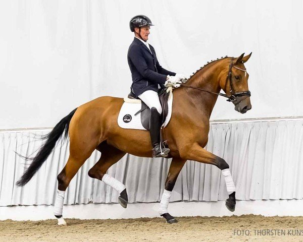 dressage horse First Investment (Hanoverian, 2021, from Fürst Belissaro)