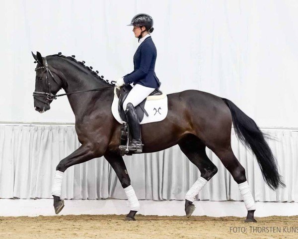 dressage horse Floris van Dyck (Hanoverian, 2019, from Floris Prince)