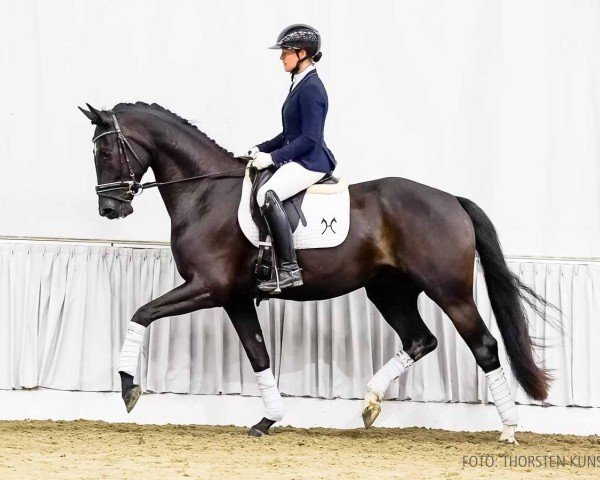 dressage horse Fantastico W (Hanoverian, 2020, from Fantastic)