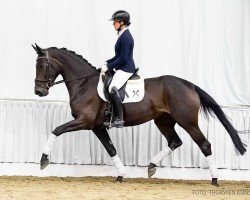 dressage horse Diamante SW (Hanoverian, 2020, from Dancier Gold FRH)