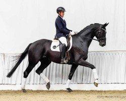 dressage horse Daily Diamond (Hanoverian, 2020, from Dancier Gold FRH)