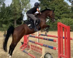 jumper Bellinda (German Riding Pony, 1999, from Hondsrug Don Gregory)