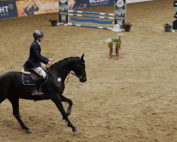 Reitturnier Neuwied 2024