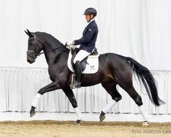 dressage horse Fermento (Hanoverian, 2020, from Fidertanz)