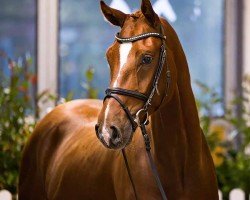 dressage horse Ferdinand Fuchs (Hanoverian, 2021, from For Romance I)