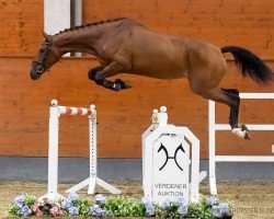 jumper Quadira (Hanoverian, 2021, from FRH Quaid)