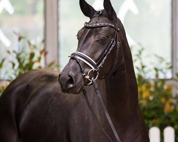 dressage horse Freya (Hanoverian, 2021, from Filou 2146)