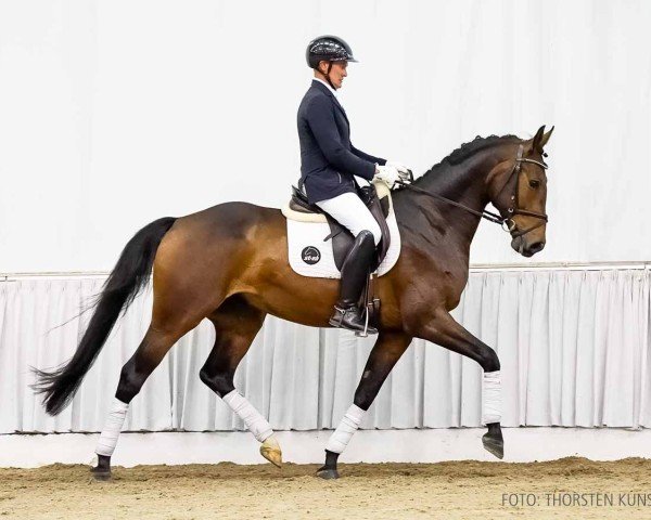 dressage horse Dexter di Jo (Hanoverian, 2020, from Da Costa)