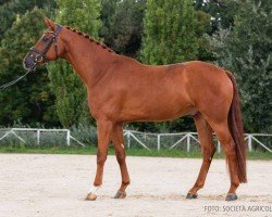 dressage horse Indigo di Fonteabeti (Hanoverian, 2019, from Fuechtels Floriscount OLD)