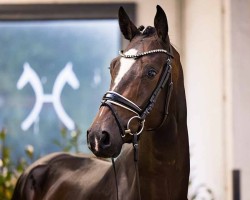 dressage horse Bondorico (Hanoverian, 2020, from Birmingham)