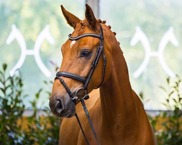 dressage horse Doppio Bene (Hanoverian, 2019, from Da Costa)