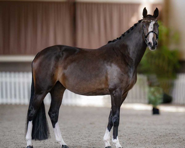 dressage horse Domana de Malleret (Hanoverian, 2020, from Danciano)