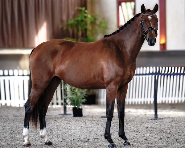 dressage horse Fenice Malleret TS (Hanoverian, 2022, from Flinstone 8)